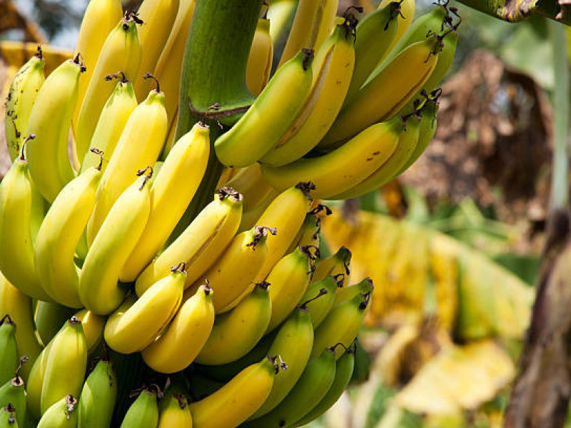 Japonezii au inventat banana cu coajă comestibilă