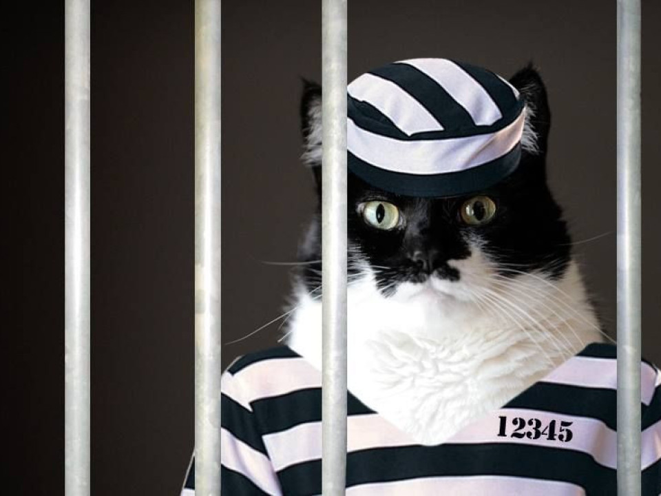 FOTO | O pisică reținută pentru trafic de droguri a evadat dintr-o închisoare de maximă securitate din Sri Lanka