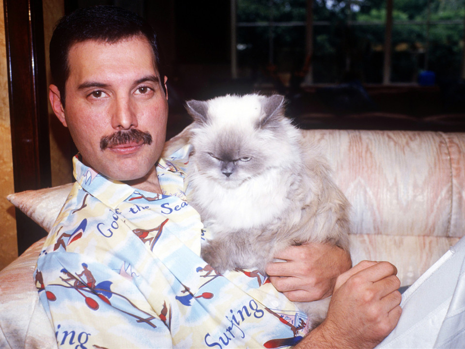 Relația specială dintre Freddie Mercury și pisicile lui! Iată cât de devotat le-a fost artistul!