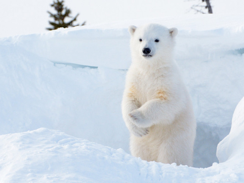 Un animal de companie neobișnuit! Povestea puiului de urs polar salvat de mineri, pe o insulă arctică