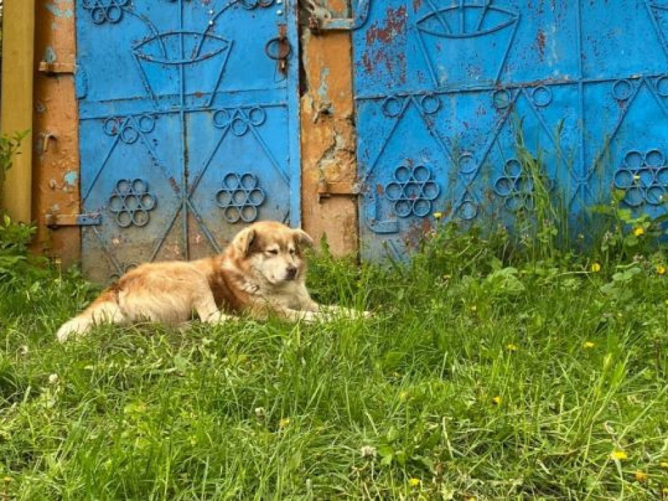 Povestea lui Hachiko de România. Un câine credincios îşi aşteaptă stăpânul care a murit de câteva zile