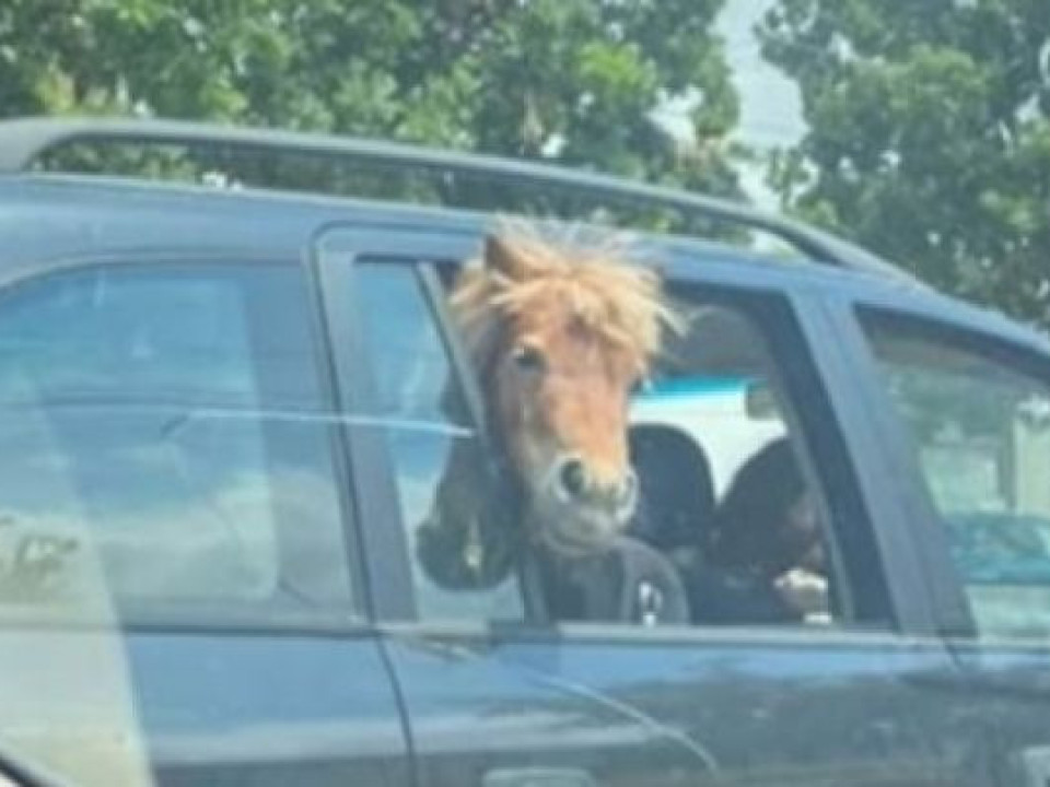 Imagini virale din Iași! Un ponei, plimbat pe bancheta din spate a unei mașini