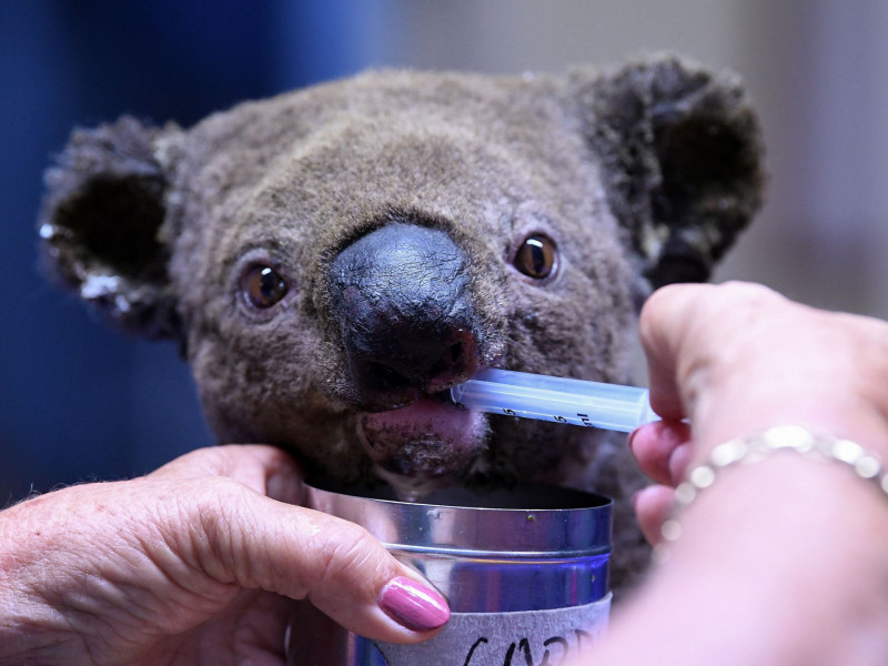 Lewis, ursul koala salvat din flăcările care au cuprins Australia, a murit!