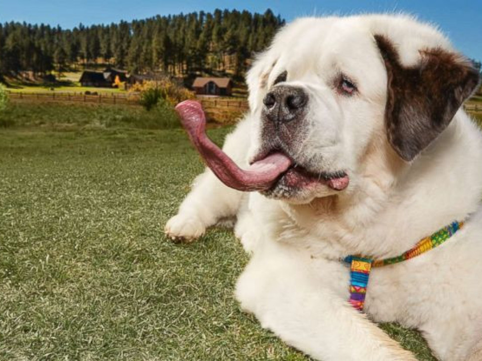Iată câinele care are cea mai lunga limbă din lume!