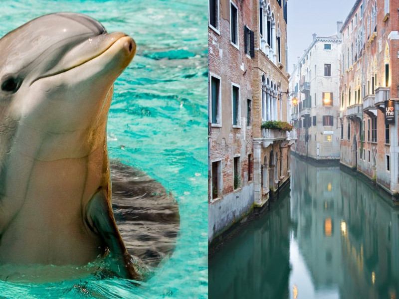 FOTO | Carantina curăță apele din Veneția, iar delfinii s-au întors în porturile din Italia