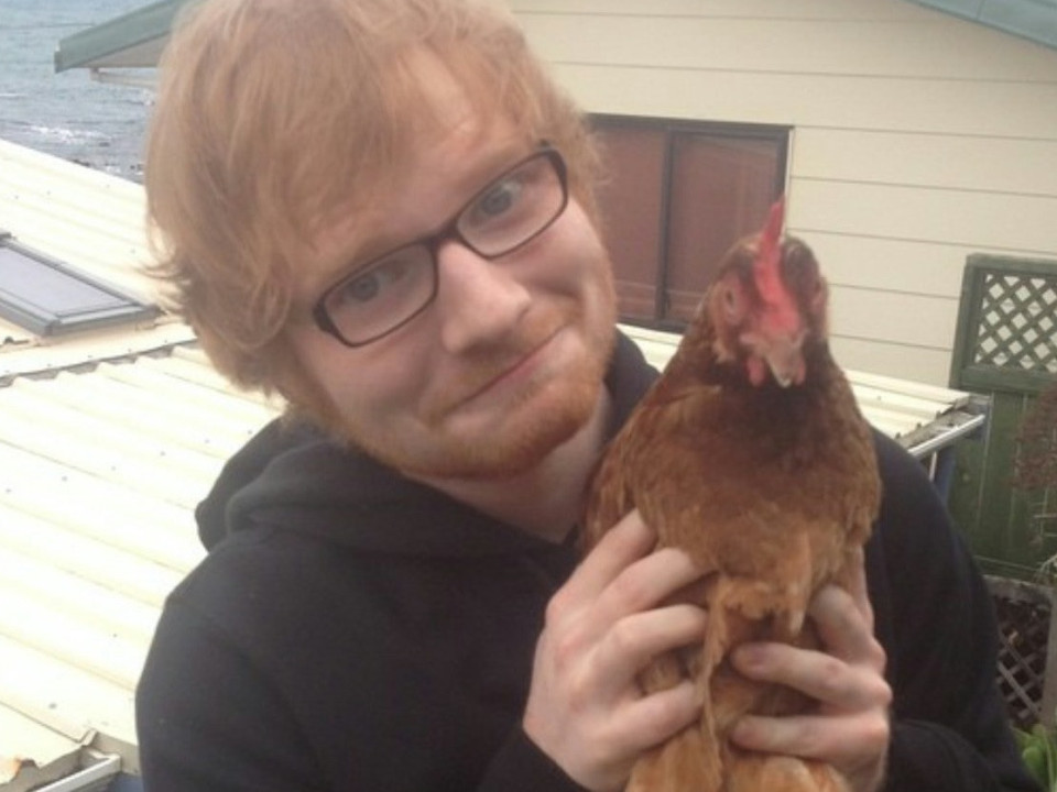 Ed Sheeran s-a apucat de grădinărit și de crescut pui de găină, de când se află acasă în izolare