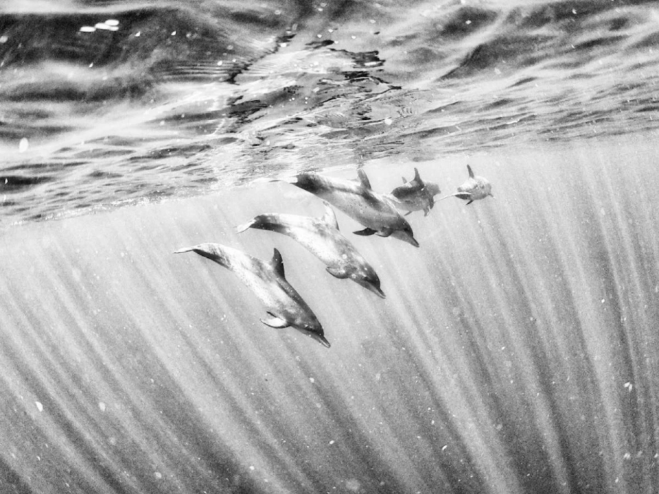 Fotografiile astea de sub apă o să te facă să-ți dorești să fii pește