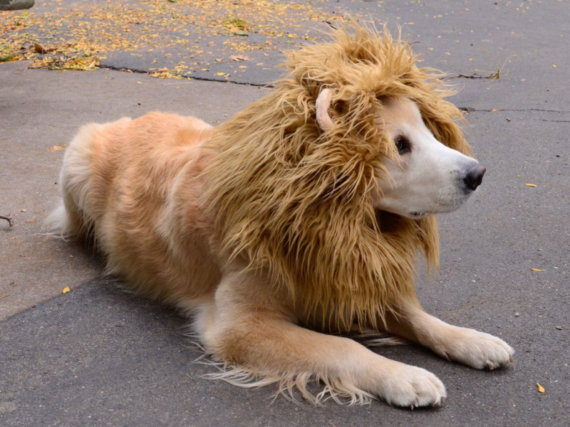 Uite leul, nu e leul! O grădină zoologică din China a înlocuit un leu cu un câine din rasa Golden Retriever