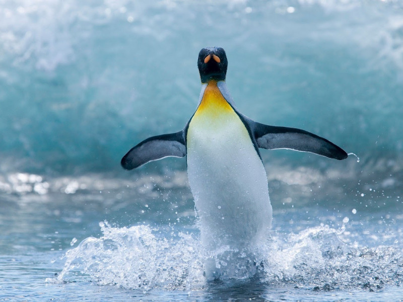 Mai ceva ca-n filme! Un pinguin urmărit de balene ucigașe a căutat salvarea în barca unor turiști