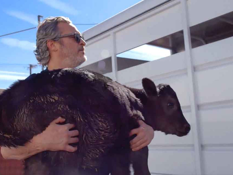 Joaquin Phoenix a salvat o vacă și un vițel de la abator