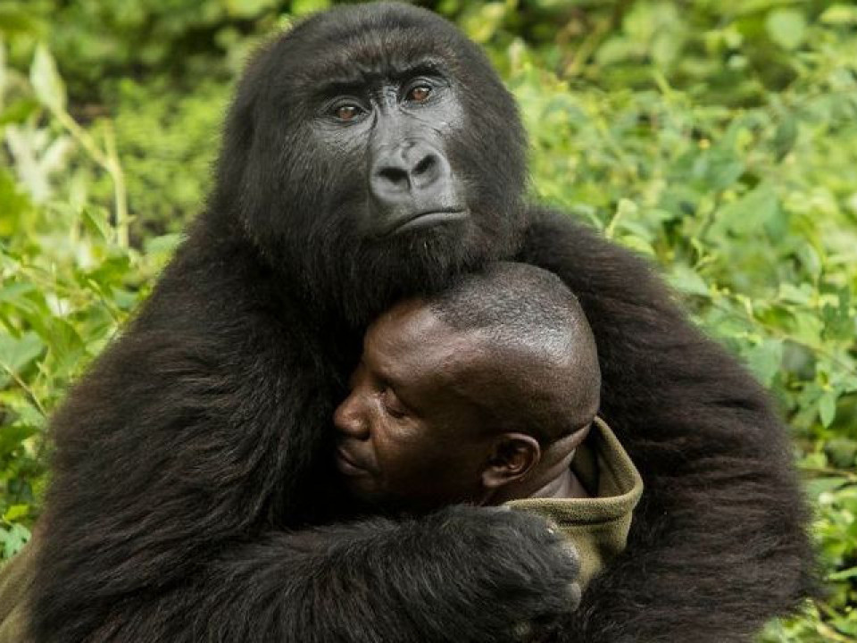 Un selfie cu gorile a devenit viral pe internet. Iată cum au pozat animalele!