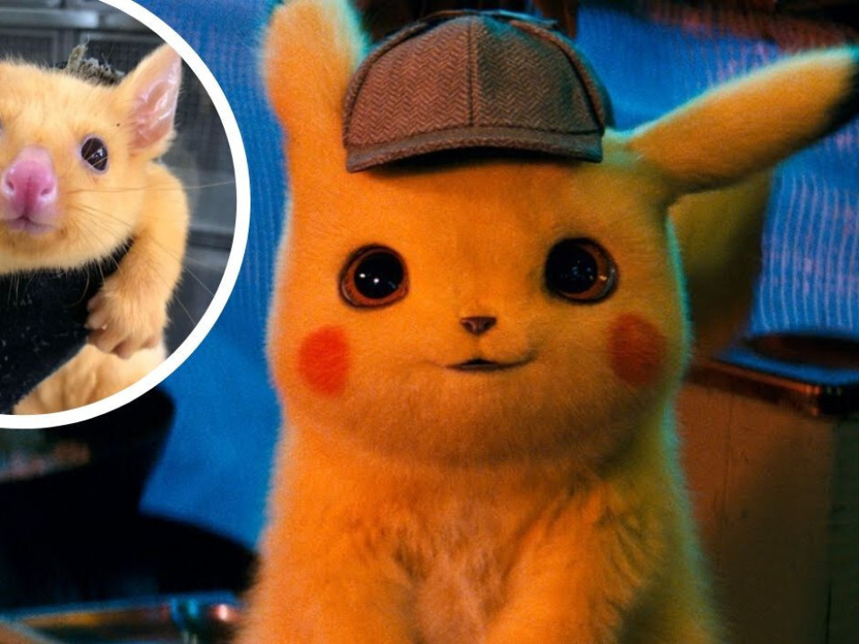 FOTO | Pikachu există! Cum arată animalul care seamănă izbitor cu celebrul Pokemon