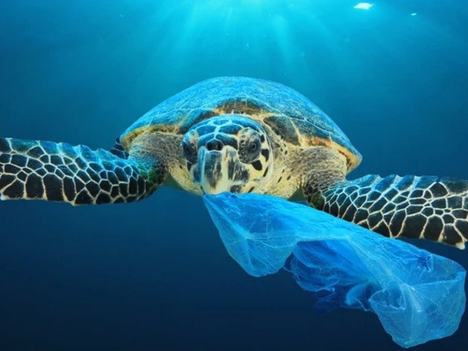 Pungile de plastic biodegradabil sunt la fel de dăunătoare mediului înconjurător
