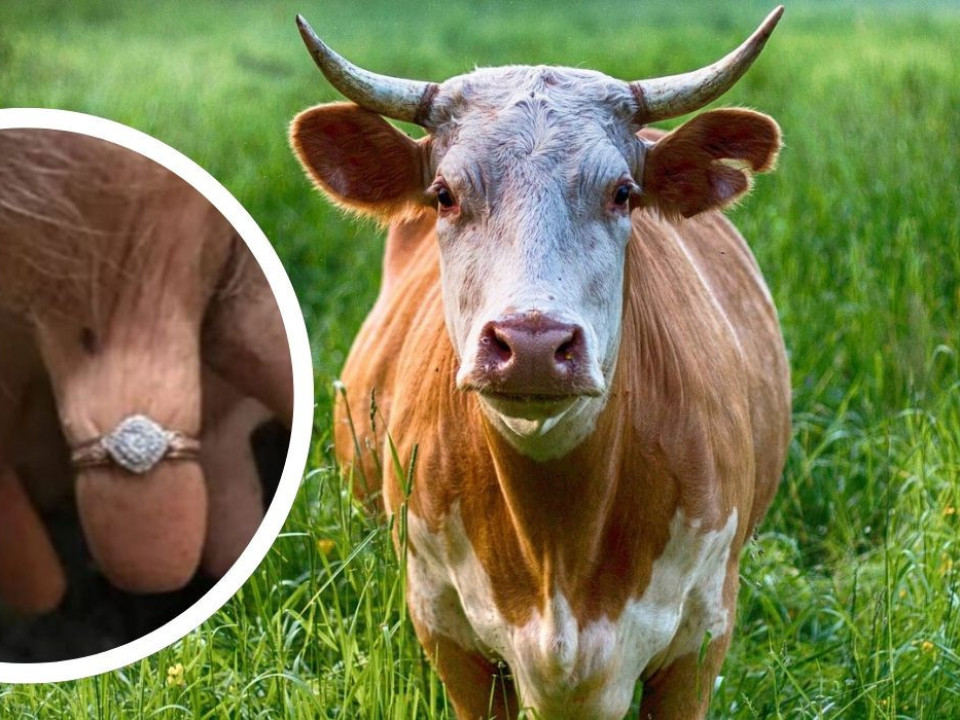 Hahaha! Un fermier a apelat la o vacă pentru a-și cere iubita de soție!