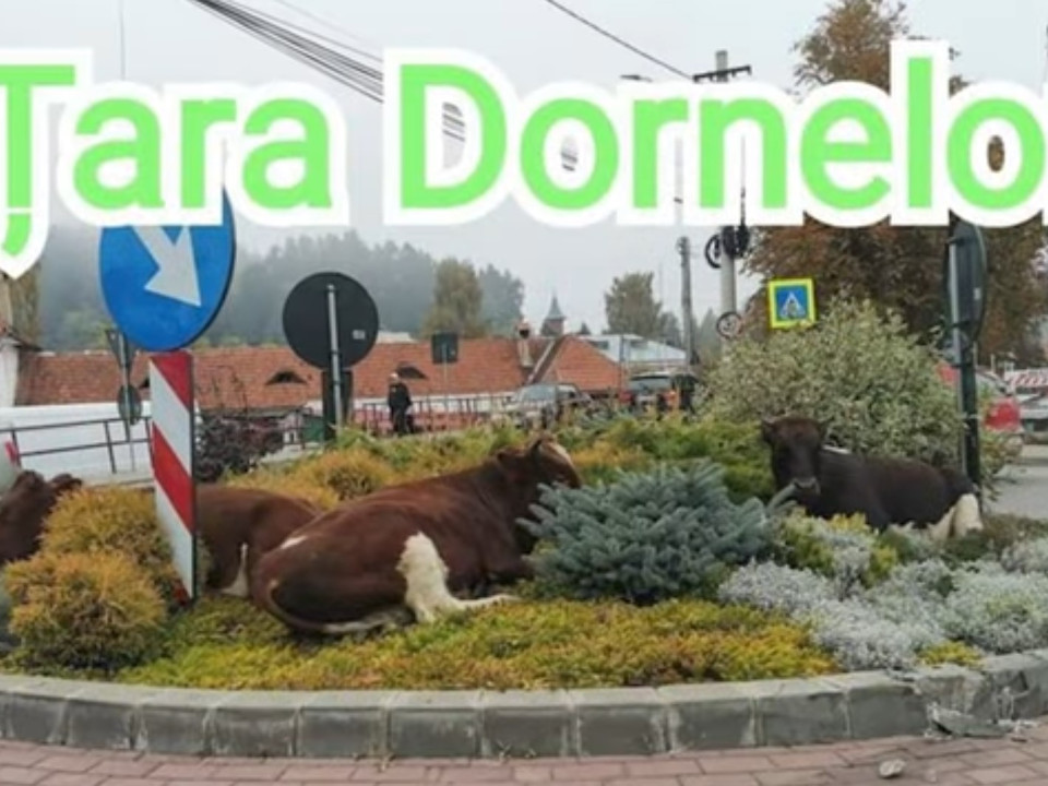 O nouă specie urbană, în România: vaca maidaneză de stațiune
