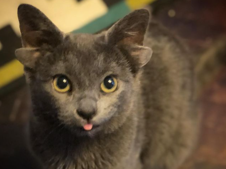 Adorabil! Midas, pisica cu patru urechi, face senzație pe Internet