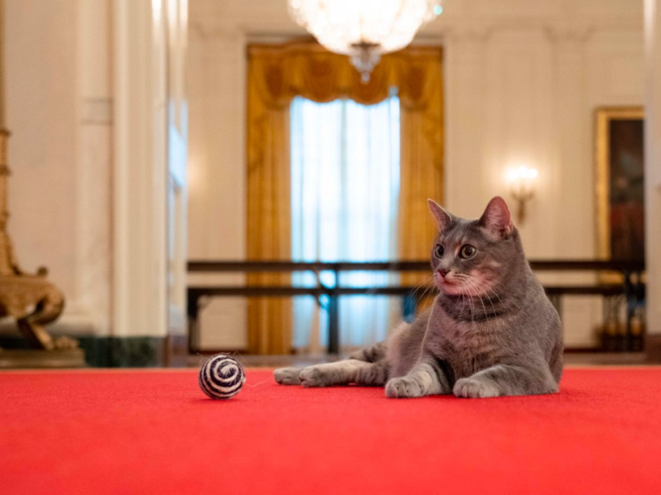 Tot ce trebuie să știi despre „Prima Felină a Statelor Unite”, pisica adusă la Casa Albă de soția lui Joe Biden