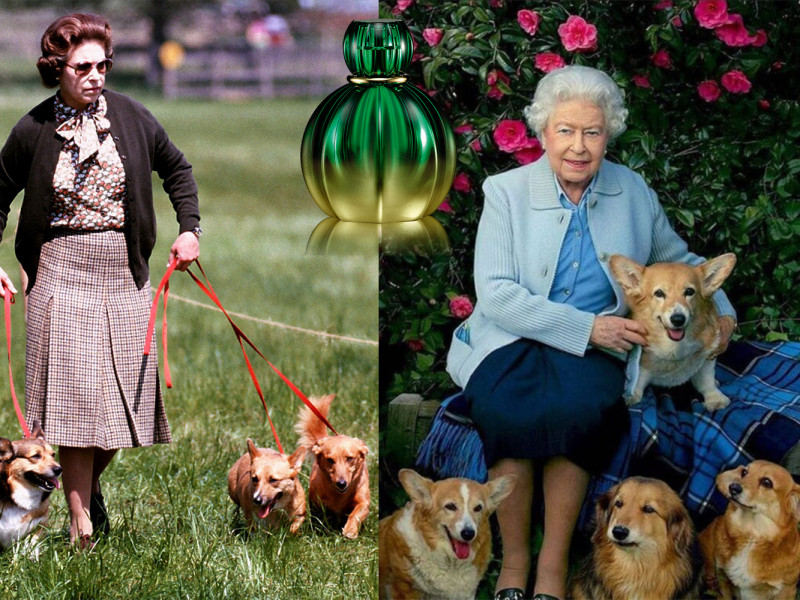 Regina Marii Britanii, surpriză pentru patrupezi - a lansat un parfum de lux pentru căței