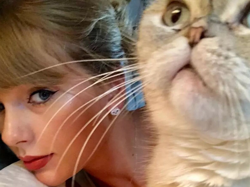 Pisica lui Taylor Swift valorează peste 95 de milioane de dolari