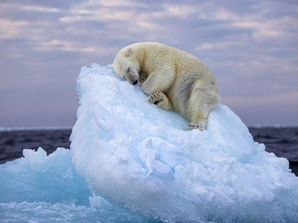 O imagine cât 1000 de cuvinte: ursul polar care doarme pe aisberg